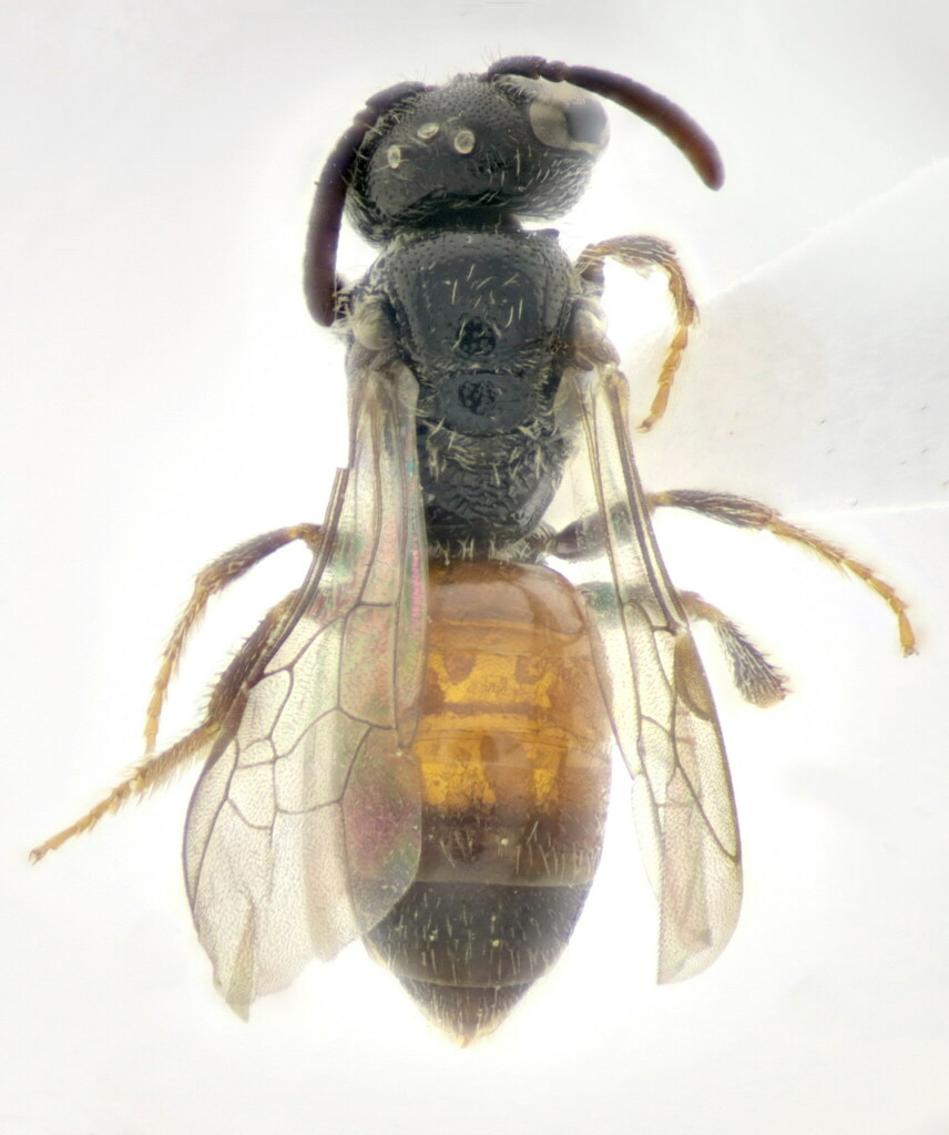 Sphecodes pseudofasciatus