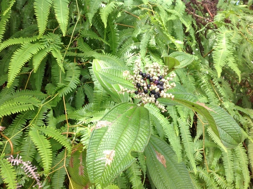 Image of Miconia racemosa by no rights reserved