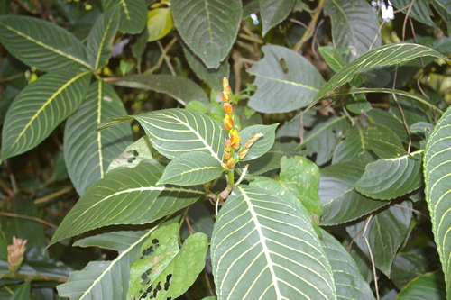 Sanchezia parvibracteata