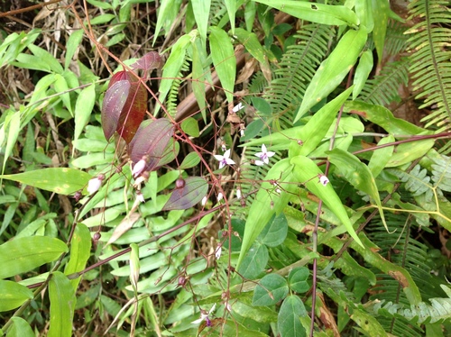 Image of Nepsera aquatica by no rights reserved