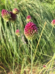Allium sphaerocephalon