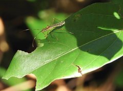 Marcius longirostris