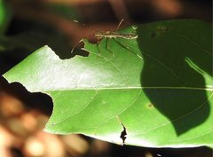 Marcius longirostris