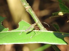 Marcius longirostris