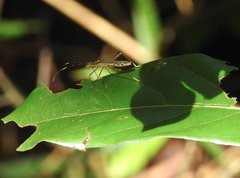Marcius longirostris