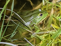 Pelophylax saharicus