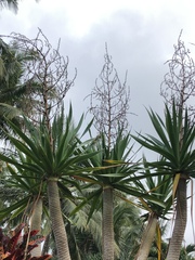 Dracaena