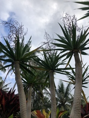 Dracaena