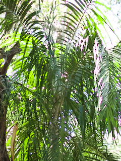 Carpentaria acuminata, photo 52