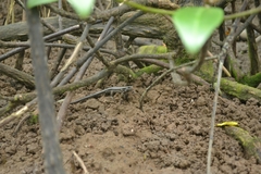 Emoia atrocostata