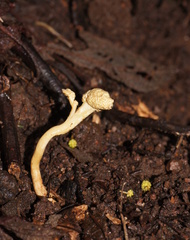 Cordyceps cranstounii