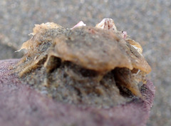 Paraconcavus pacificus