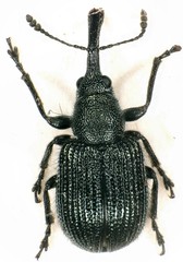 Rhynchitinae