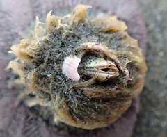 Paraconcavus pacificus