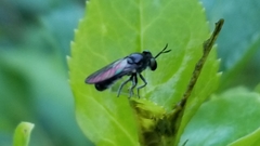 Cerotainia