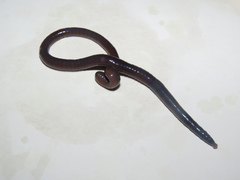 Amynthas gracilis