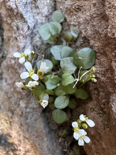 Image of Cardamine bellidifolia by (c) Matt Berger, some rights reserved (CC BY)