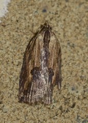 Cryptoptila crypsilopha