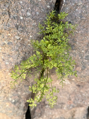 Image of Cryptogramma cascadensis by (c) Matt Berger, some rights reserved (CC BY)