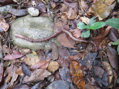 Glossoscolex giganteus