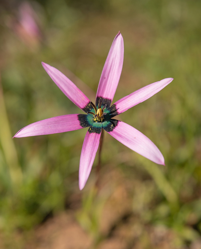 Peacock flower (Pauridia capensis)