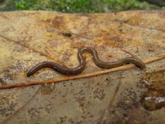 Pontoscolex corethrurus