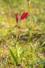 Geissorhiza erosa