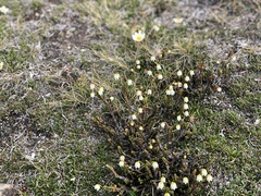 Cassiope tetragona tetragona