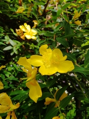 Hypericum