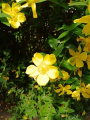 Hypericum