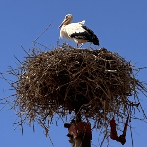 European White Stork