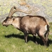 Western Spanish Ibex - Photo (c) Carlos Sanchez, some rights reserved (CC BY-NC), uploaded by Carlos Sanchez