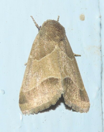 Slender Flower Moth photo 4