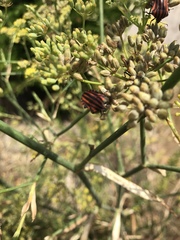 Graphosoma italicum italicum