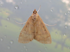 Ostrinia nubilalis
