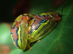 Paropsisterna nobilitata