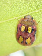 Paropsisterna nobilitata