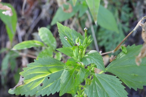 Image of Stevia micrantha by (c) Ricardo Betancourt Sánchez, some rights reserved (CC BY)