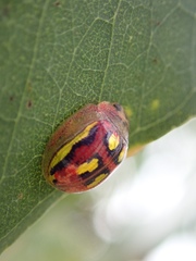 Paropsisterna nobilitata