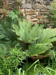 Rheum palmatum