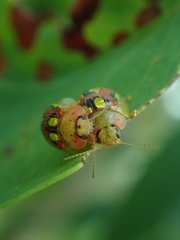 Paropsisterna nobilitata