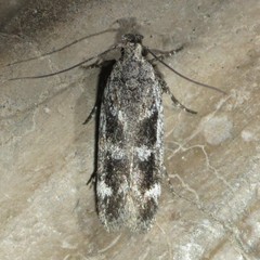 Filatima obidenna