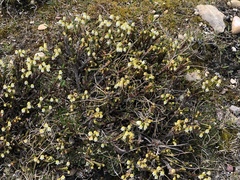 Cassiope tetragona tetragona