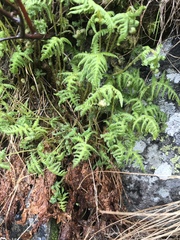 Phegopteris
