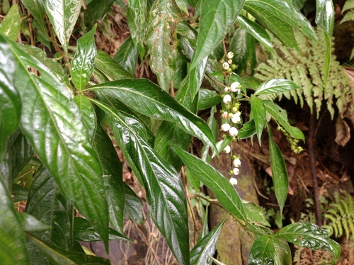 Image of Gonzalagunia hirsuta by no rights reserved