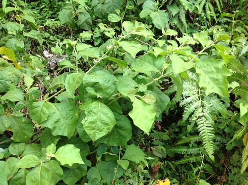 Image of Solanum jamaicense by no rights reserved