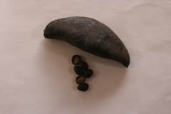 Libidibia ferrea leiostachya