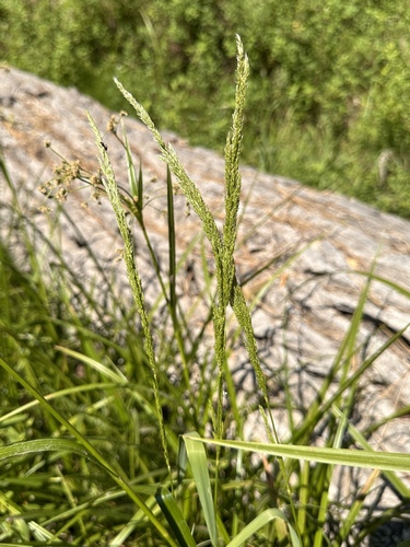 Image of Agrostis exarata by (c) Matt Berger, some rights reserved (CC BY)