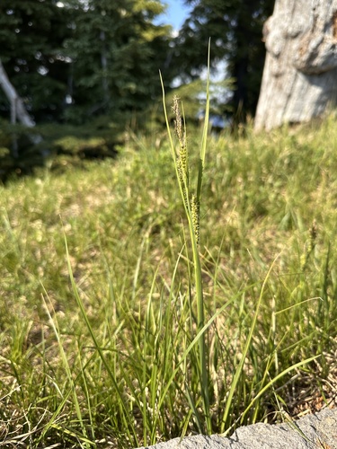 Image of Carex halliana by (c) Matt Berger, some rights reserved (CC BY)