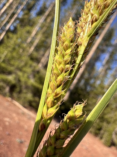 Image of Carex halliana by (c) Matt Berger, some rights reserved (CC BY)
